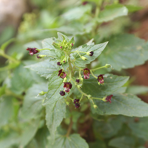 Scrophulariaceae Maps